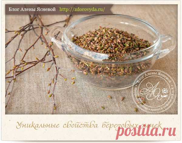 Лечебные свойства березовых почек : лучшие рецепты