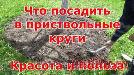 Что посадить в приствольные круги деревьев. Красота и польза одновременно. | Первый Загородный с Ольгой | Дзен