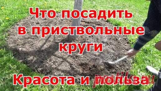 Что посадить в приствольные круги деревьев. Красота и польза одновременно. | Первый Загородный с Ольгой | Дзен