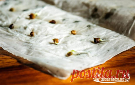 Как проверить всхожесть семян