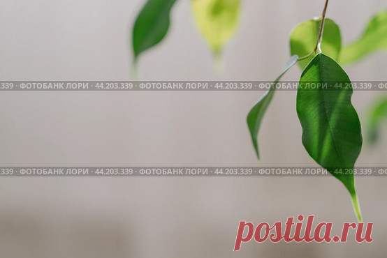 Листья фикуса на светлом фоне Стоковое фото, фотограф Ilaronsia / Фотобанк Лори