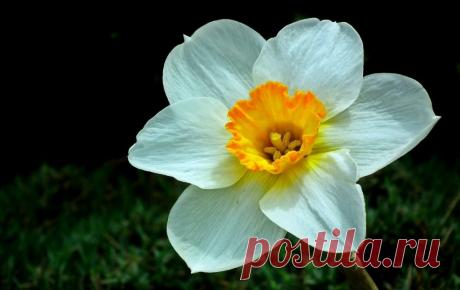 Мифы и легенды о цветах: Нарцисс ~ Planetalsad