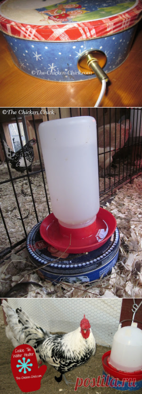 The Chicken Chick®: Make a Cookie Tin Waterer Heater. Under $10, &amp; 10 minutes!