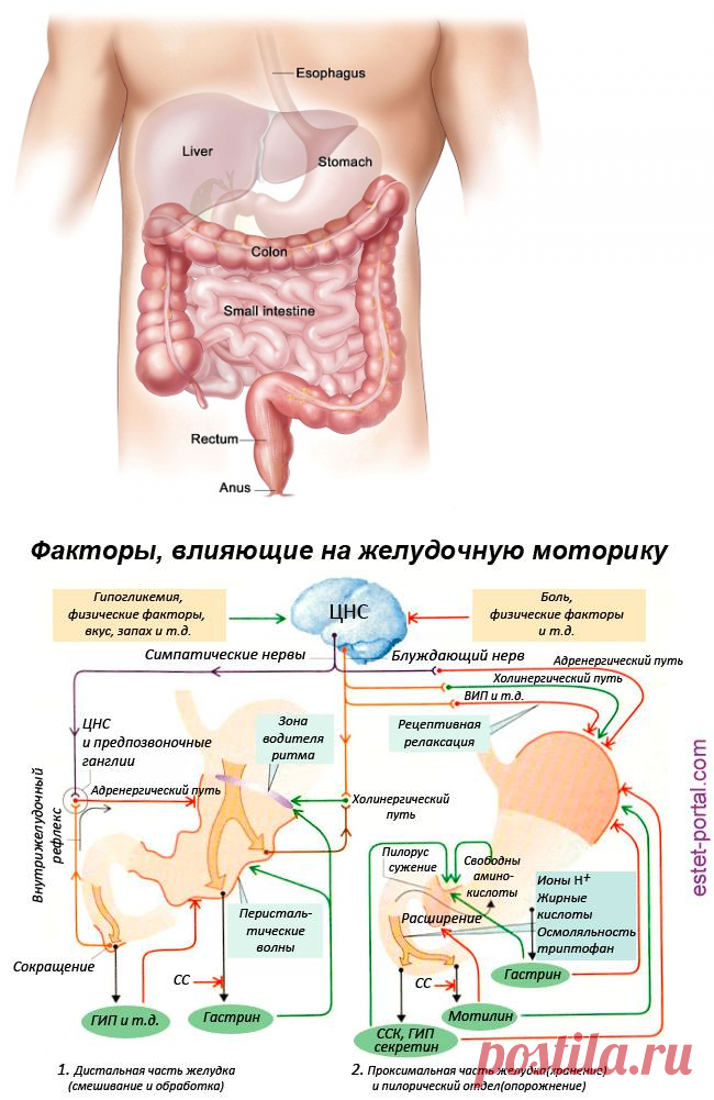 Принципы питания при запорах. Диета при запорах