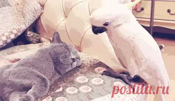 (30) 25 ПРОЦЕНТОВ - Мужские забавы
                                             - 26 декабря
                                             - 43471351203 - Медиаплатформа МирТесен - Опять вернули.Большой серый кот тревожно внюхивался во всё окружающее, и подслеповато тыкался носом в шею женщине, державшей его на руках.- Людей своих ищет, - вздохнула вторая работница приюта для животных.- Эх, бедняга. Не понимает, почему и за что тут опять оказался. Третий уже возврат. Что - ...