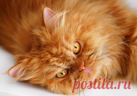 Рыжий перс Garfi