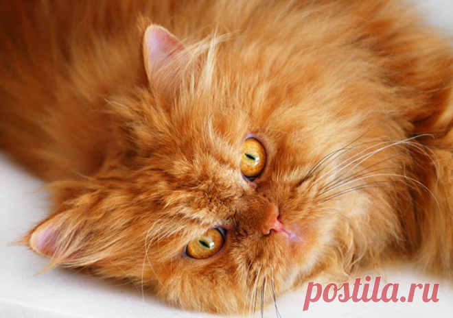 Рыжий перс Garfi