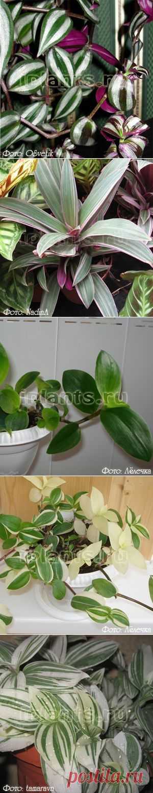 Традесканция Tradescantia - Комнатные растения и цветы