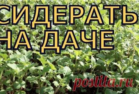 Сидераты осенью: дешево и результативно