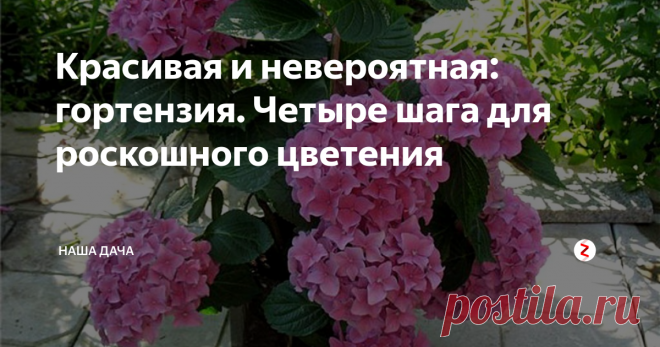 Красивая и невероятная: гортензия. Четыре шага для роскошного цветения   Не знаю, как у вас, а у меня просто дух захватывает, когда я вижу эти огромные шапки цветов. Гортензия очень красива, а особый восторг у меня вызывают белоцветковые сорта. Ни дать, ни взять – невеста! Я как то пыталась вырастить у себя дома гортензию, купив горшок с цветком не то в «ОБИ», не то в «Икее», да только ничего у меня не вышло, увы.