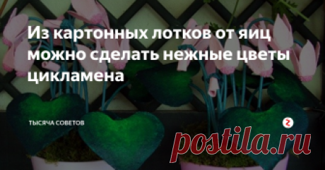 Из картонных лотков от яиц можно сделать нежные цветы цикламена Не выбрасывайте картонные лотки от яиц. Предлагаем вам простой мастер-класс как из картонных лотков от яиц можно сделать декоративный цикламен.
