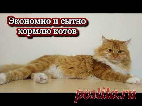 Экономно и сытно кормлю котов #животные #кот #кошка #меню #питомцы #еда #мясо