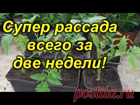 Отличный способ размножить рассаду томатов БЕСПЛАТНО!(обязательно попробуйте!)
