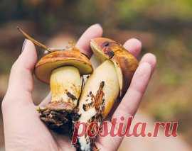 Как вырастить лесные грибы на даче | На грядке (Огород.ru)