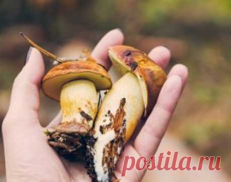 Как вырастить лесные грибы на даче | На грядке (Огород.ru)