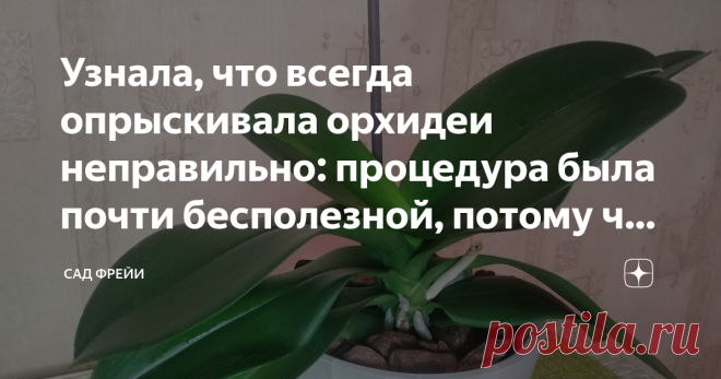 Узнала, что всегда опрыскивала орхидеи неправильно: процедура была почти бесполезной, потому что пшикала на листья сверху Здравствуйте, цветоманы! Меня зовут Екатерина и сегодня я в полной мере поняла значение поговорки 