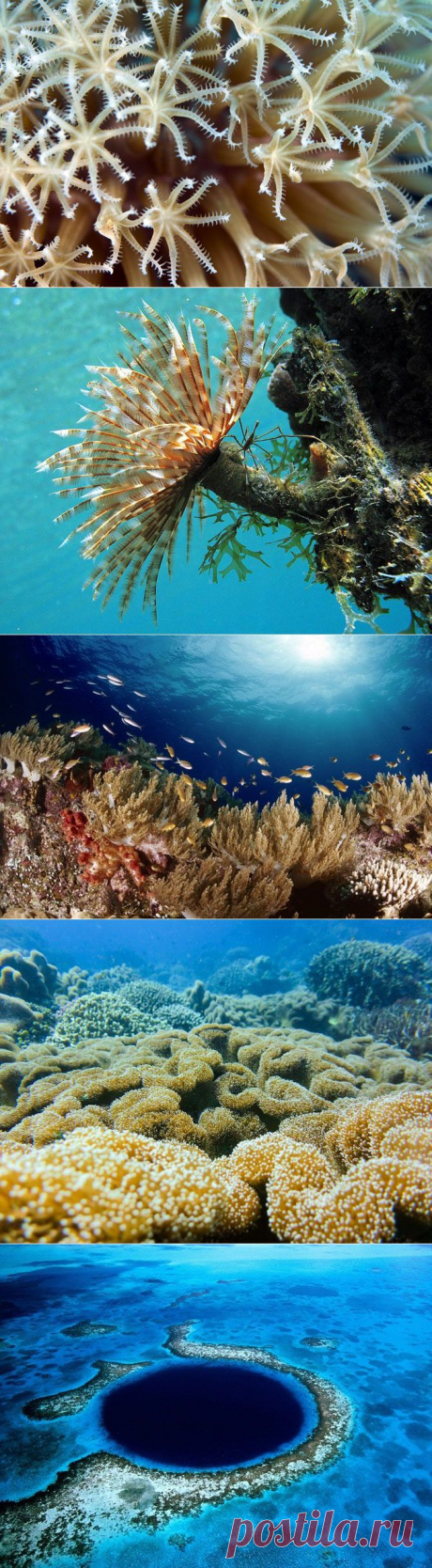 Прекрасные и удивительные коралловые рифы / Туристический спутник