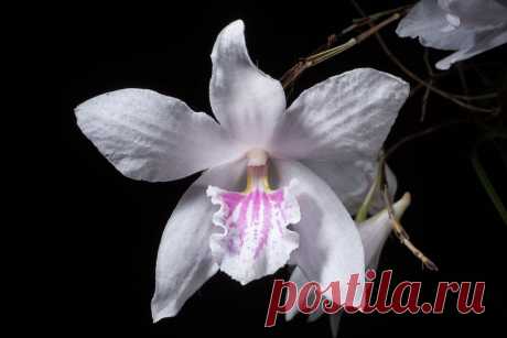 [North of Luzon, Philippines] Dendrobium papilio (large type) Loher, Gard. Chron., ser. 3, 21: 416 (1897) SECTION Dolichocentrum  Distribution: Philippines (42 PHI) Found in [Asia-Tropical] Malesia Philippines  Homotypic Synonyms: Aporum papilio (Loher) Rauschert, Feddes Repert. 94: 441 (1983).  Heterotypic Synonyms: Dendrobium vanoverberghii Ames, Philipp. J. Sci., C 8: 425 (1913 publ. 1914).