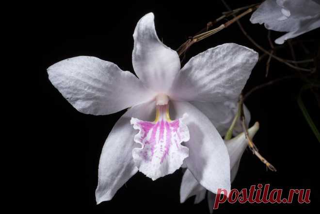 [North of Luzon, Philippines] Dendrobium papilio (large type) Loher, Gard. Chron., ser. 3, 21: 416 (1897) SECTION Dolichocentrum  Distribution: Philippines (42 PHI) Found in [Asia-Tropical] Malesia Philippines  Homotypic Synonyms: Aporum papilio (Loher) Rauschert, Feddes Repert. 94: 441 (1983).  Heterotypic Synonyms: Dendrobium vanoverberghii Ames, Philipp. J. Sci., C 8: 425 (1913 publ. 1914).