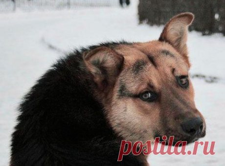 Чем больше узнаю людей, Тем больше нравятся собаки