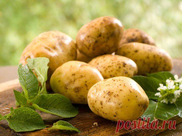 Вкусные рецепты