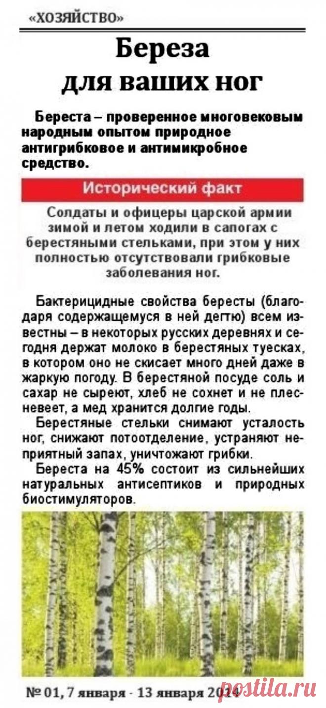 Береза для ваших ног