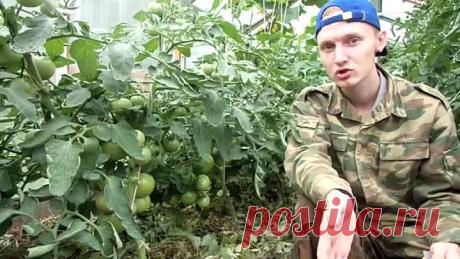 HOW to RIPEN tomatoes. Как УСКОРИТЬ созревание ТОМАТОВ. ПОДКОРМКА ЙОДОМ