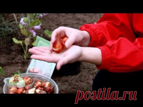 Правильная посадка тюльпанов