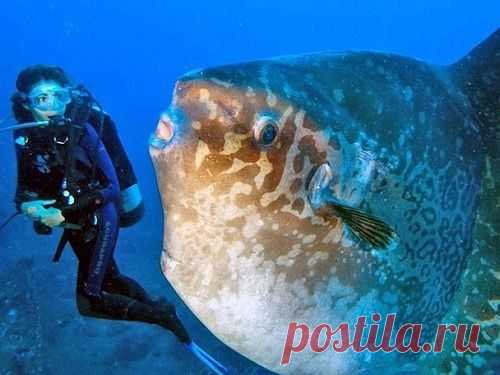 Самая большая рыба в мире...Одним из самых удивительных обитателей морских глубин является рыба-луна (Mola mola), что в переводе с латыни означает «мельничный жернов». Габариты этой рыбы поражают даже самое смелое воображение. Достоверно известен факт....