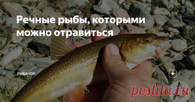 Речные рыбы, которыми можно отравиться