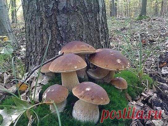 Это действительно Красота.