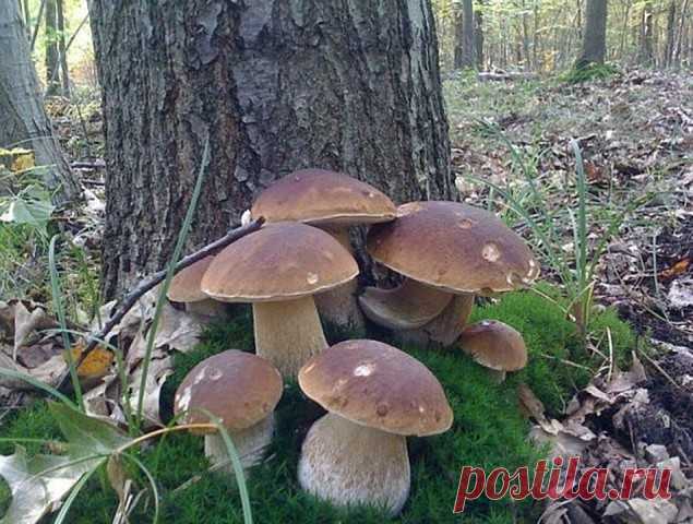 Одноклассники