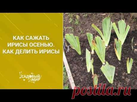Как сажать ирисы осенью