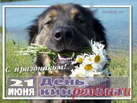 Есть товарищи у нас —
Нюх хороший, зоркий глаз,
Готовы все — в огонь и воду,
Не зная скрытых бед и брода.
С Днем кинолога!