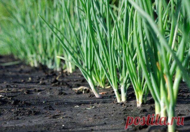 Как вырастить красивую раннюю зелень для продажи? | Журнал 