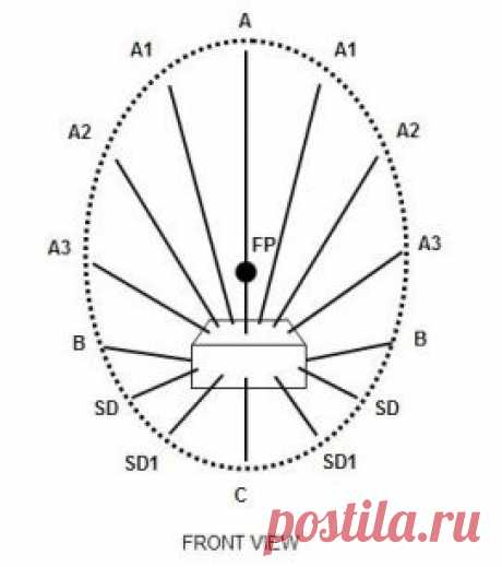 Basic Arrangement Forms In Floral Designing