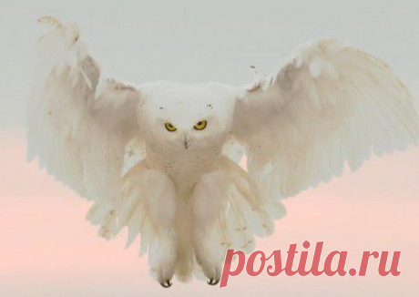 Белый филин — символ Нового 2015 года