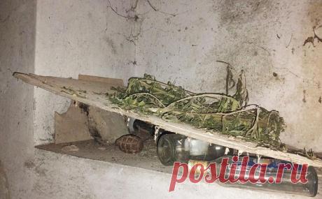 В заброшенном коровнике в Херсонской области нашли 666 кг марихуаны. В Херсонской области в заброшенном коровнике нашли 666 кг марихуаны, хозяева склада задержаны.