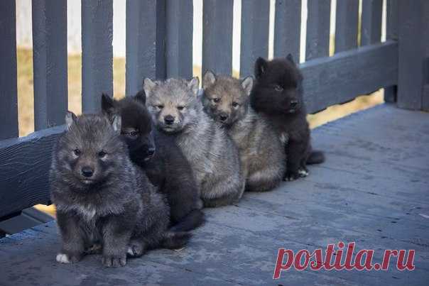 Щенки волка и хаски. 7 удивительных фото недели: ↪