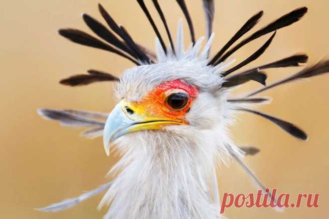 Единственная птица в мире, у которой есть ресницы - Птица -секретарь!