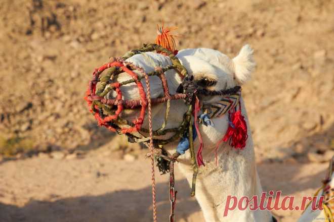 Как кочуют бедуины - Путешествуем вместе