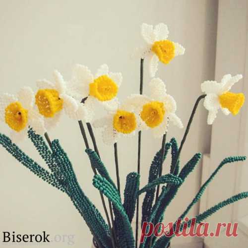 Нарциссы / Цветы / Biserok.org