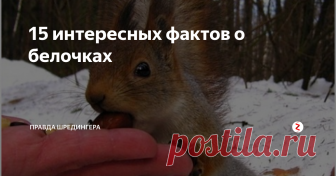 15 интересных  фактов о белочках Плюсы и минусы пушистого хвоста, почему беременным нельзя мясо белок и многое другое