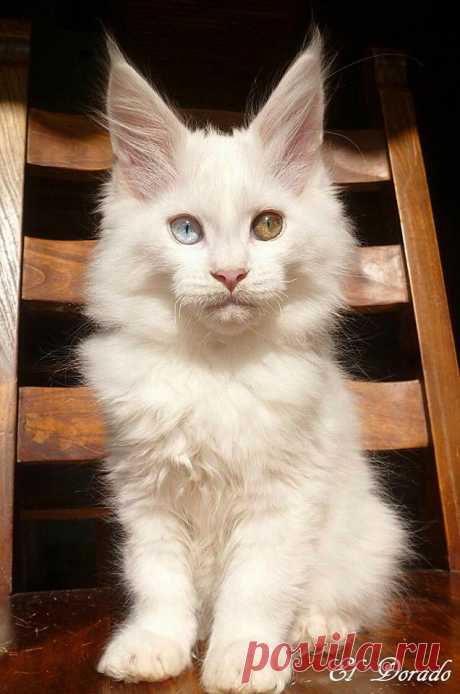 El Dorado, 12 weeks. Maine Coon Kitten.