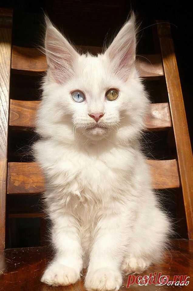 El Dorado, 12 weeks. Maine Coon Kitten.