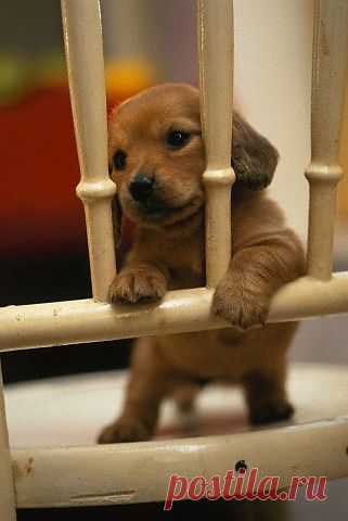 oh my goodness. Cute baby — Pets & Animals
