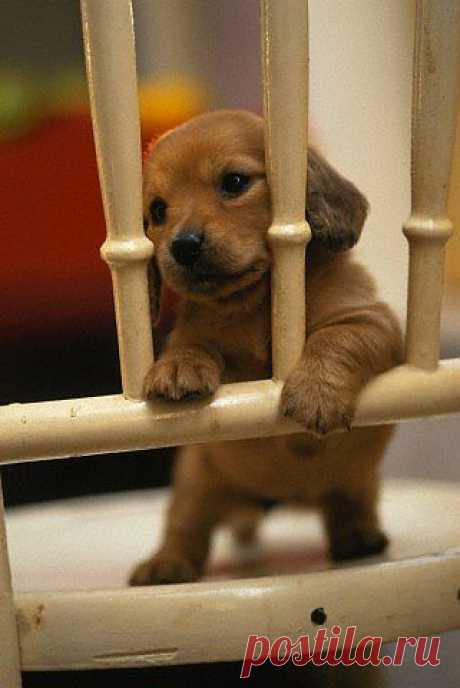 oh my goodness. Cute baby — Pets &amp; Animals