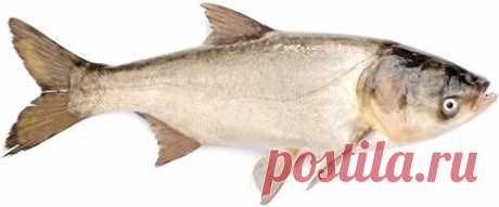 Толстолобик - Полезные и опасные свойства толстолобика