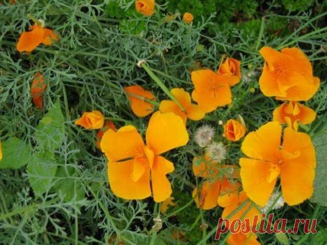 7 однолетников, которые можно и нужно сеять под зиму