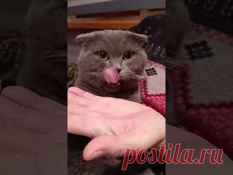 █ Кіт Рокі дегустація 02 12 2023 Shorts